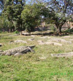 CROC FARM