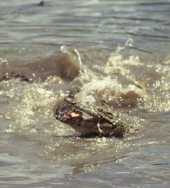 CROC FARM