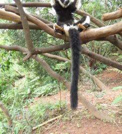 Lemurs' Park