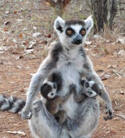 Lemurs' Park