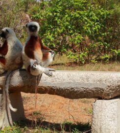 Lemurs' Park